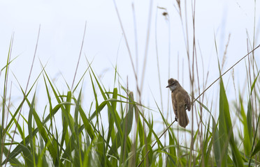 Among the green reeds is sitting and looking back is a frightened warbler....