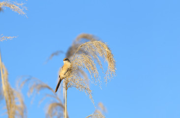 Bearded tit in the shadow of the reed whisk and against the azure clear sky...