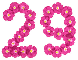 Arabic numeral 29, twenty nine, from pink flowers of flax, isolated on white background
