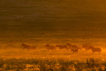 Naklejka premium Wild horse in wildlife on golden sunset