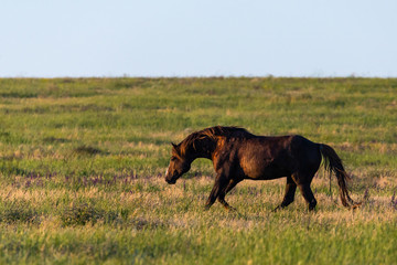 Obraz na płótnie Canvas Wild horse in a field at sunrise