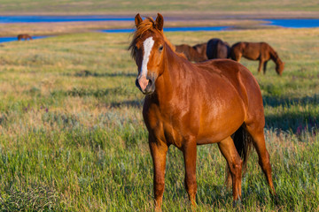 Obraz premium Portrait of wild horse in wildlife