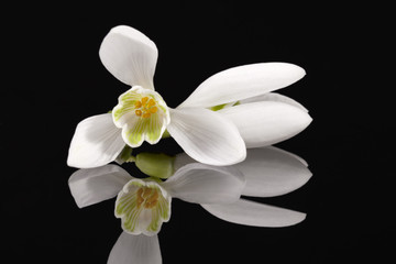 White single spring flower of snowdrop isolated on black background, mirror reflection.