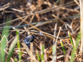 Black Bee or Bombylius ambustus in grass
