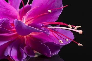 Crédence en verre imprimé Fleurs Seule fleur de fuchsia isolée sur fond noir, gros plan.