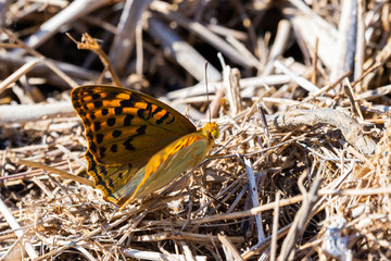 The cardinal butterfly, Argynnis Pandora