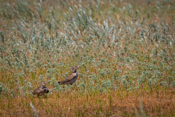 Two Skylark birds on meadow