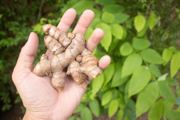 fresh turmeric in hand