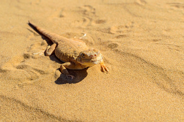 Fototapeta na wymiar Spotted toad-headed Agama on sand