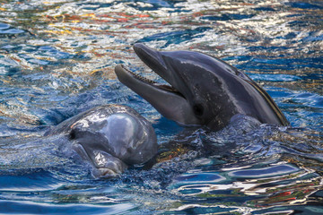 Dolphins in the Sea © Michael
