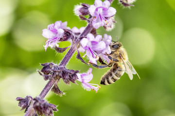 Bee pollinates a flower