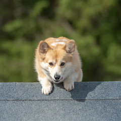 Welsh Corgi Pembroke climbs over an a-frame in agility competition