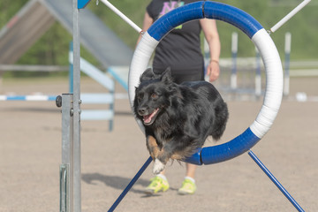 Australian shepherd jumps through agility ring