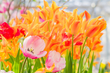 field of blooming multicolored tulips, spring flowers in the garden