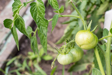 green tomatoes growing on the branches in summer garden