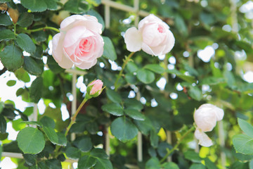 Obraz premium 薔薇 シンデレラ 埼玉県 伊奈町 日本