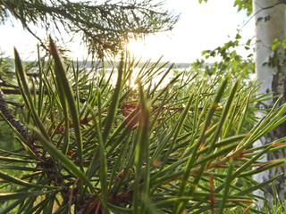 Fototapeta premium Summer landscape: sunset on the lake, sun rays through the branches of pine