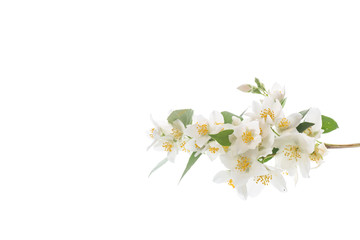 Fototapeta na wymiar blossoming jasmine flowers