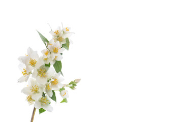 blossoming jasmine flowers