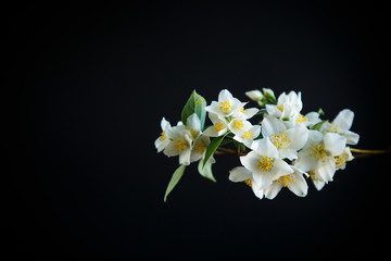 Naklejka na ściany i meble blossoming jasmine flowers