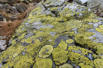 Flechten auf Fels