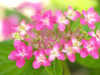 ピンクのガクアジサイの花