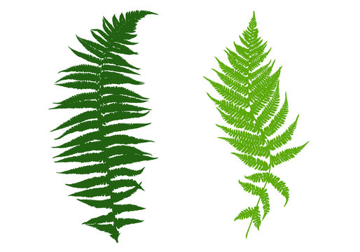 Illustration of different ferns isolated on white