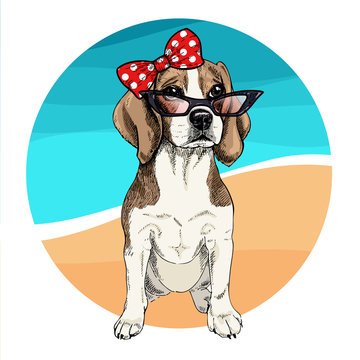 Vector portrait of beagle dog wearing sunglasses and retro bow. Summer fashion illustration. Vacation, sea, beach, ocean. Hand drawn pet portait. Poster, t-shirt print, holiday, postcard, summertime.