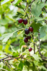 fresh black currant and leaves on branch in light summer garden