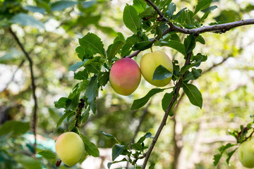 Fruits of a mature purple plum on a tree branch in a garden close-up