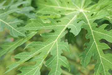 Papaya leaves, Young papaya in top view, Green leaves background