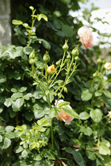 薔薇　ポルカのつぼみ　埼玉県　伊奈町　日本