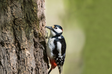 Woodpecker on a tree