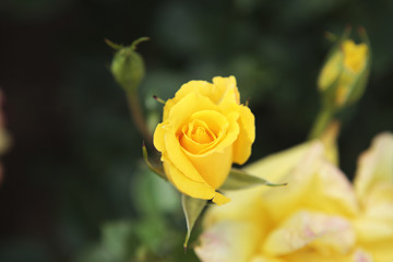 薔薇　ツル・スマイル　埼玉県　伊奈町　日本