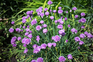  summer nature family  flowers