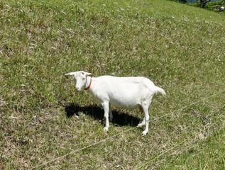 Obraz premium やぎ