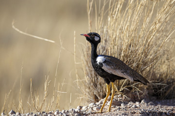 Northern black korhaan in the Kgalagadi Transfrontier Park in South Africa