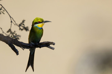 Swallow-tailes Bee-eater on a branch in the Kgalagadi Transfrontier Park in South Africa
