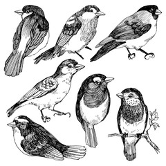 Vector graphic set of hand drawn birds on white background. Ink drawing, graphic style. Cute birds for your design