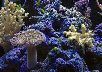  Nano coral reef aquarium tank