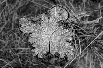 Odd Shaped Tree Stump