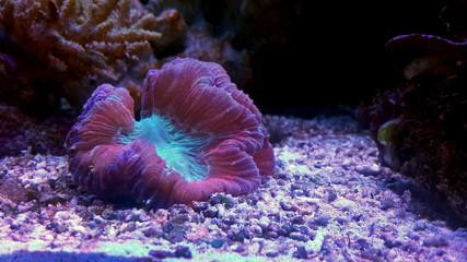 Open brain coral in reef aquarium tank