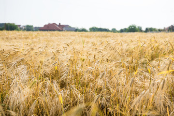 Close-up of gold wheat field
