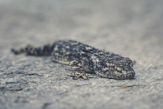 Mauergecko