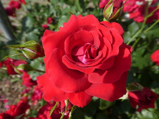 rose with red blossom