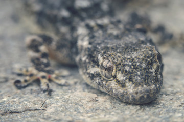 Mauergecko