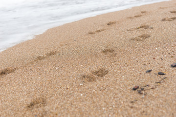Fototapeta na wymiar Footprints in the sand alongside the surf