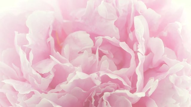 Blooming pink peony background. Beautiful peony flower opening timelapse. 3840X2160 4K UHD video footage