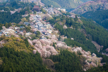Fototapeta premium Yoshinoyama sakura cherry blossom . Mount Yoshino in Nara Prefecture, Japan's most famous cherry blossom viewing spot