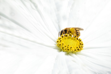 Bee collecting pollen from a white flower in the meadow. Macro and empty copy space for Editor's text.